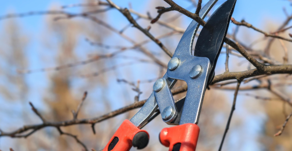 Pruning Pear Tree